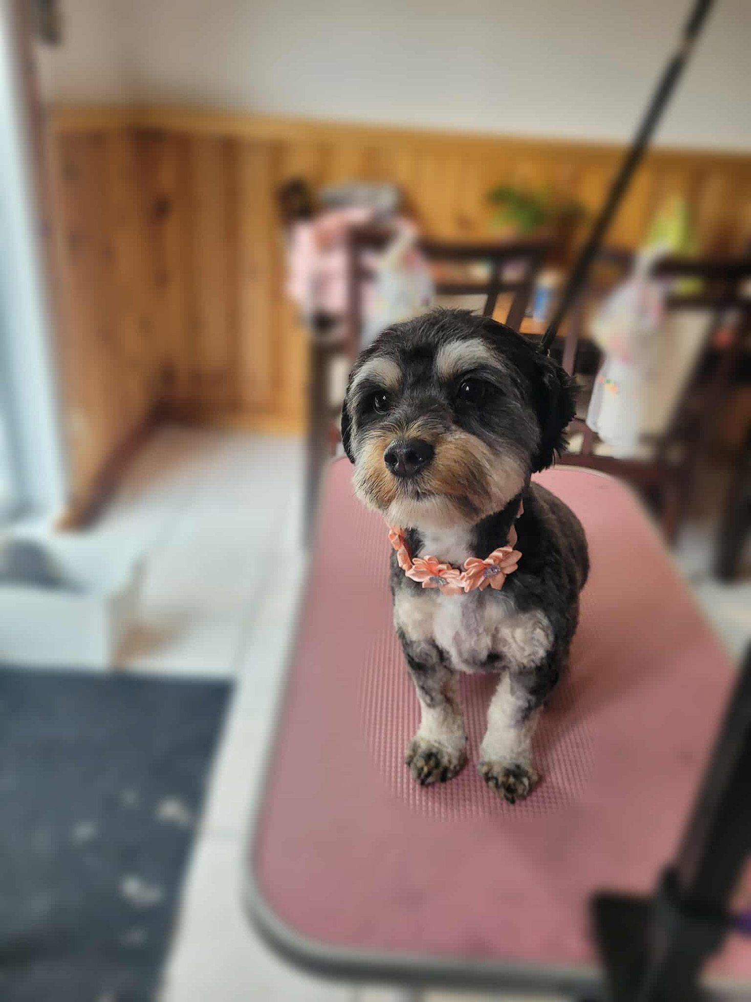 Photo de toilettage 5