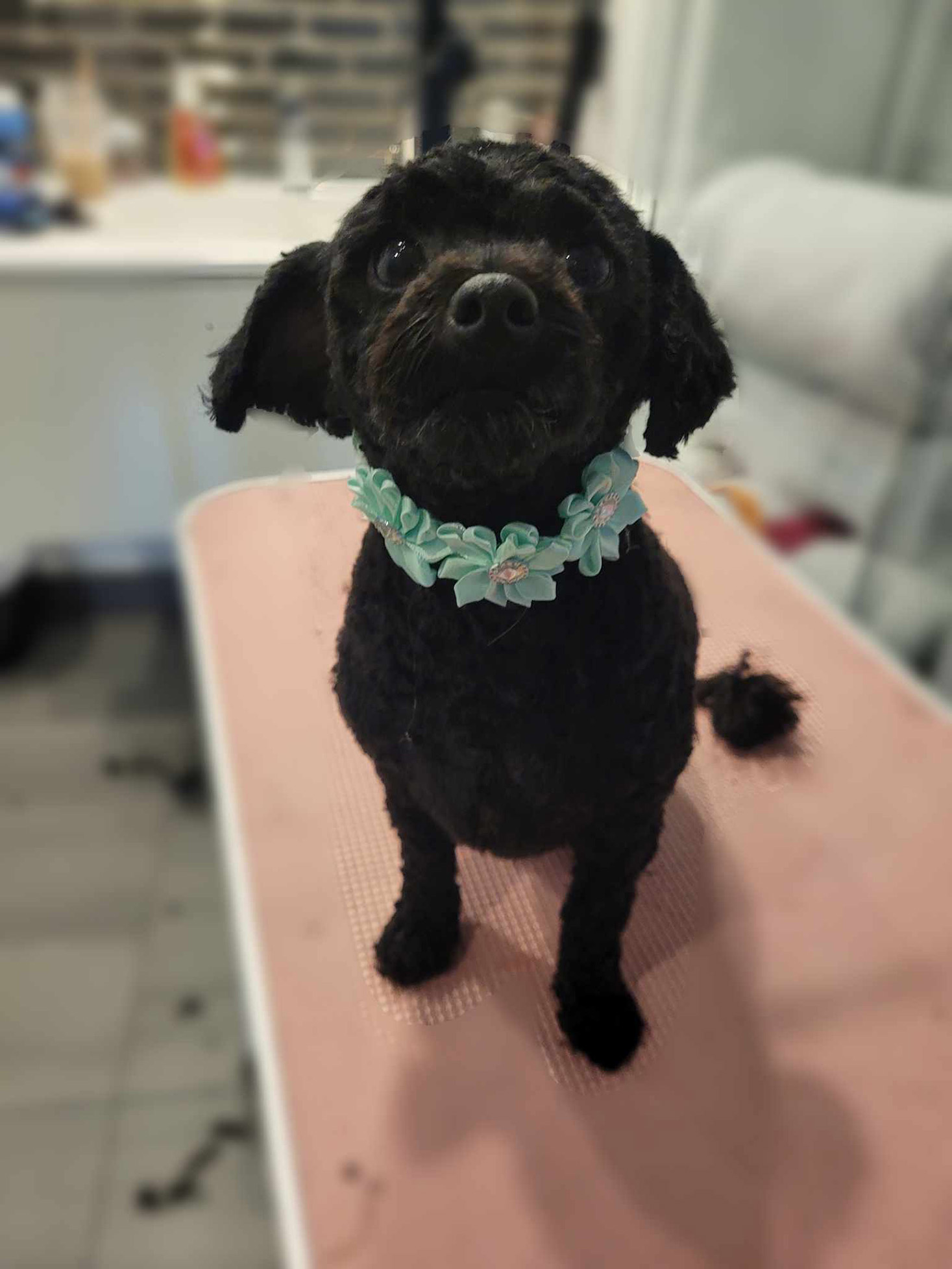 Photo de toilettage 3