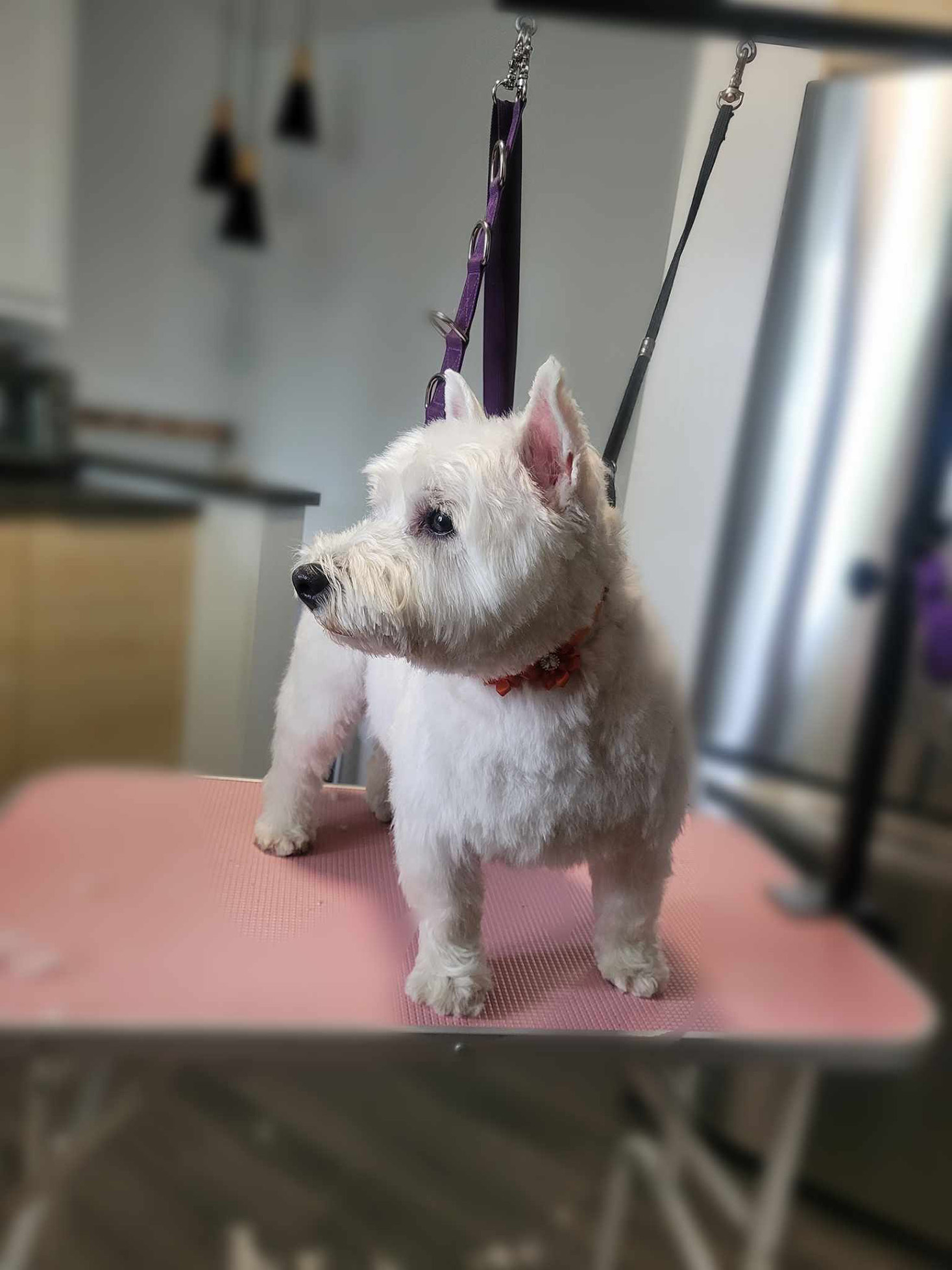 Photo de toilettage 8