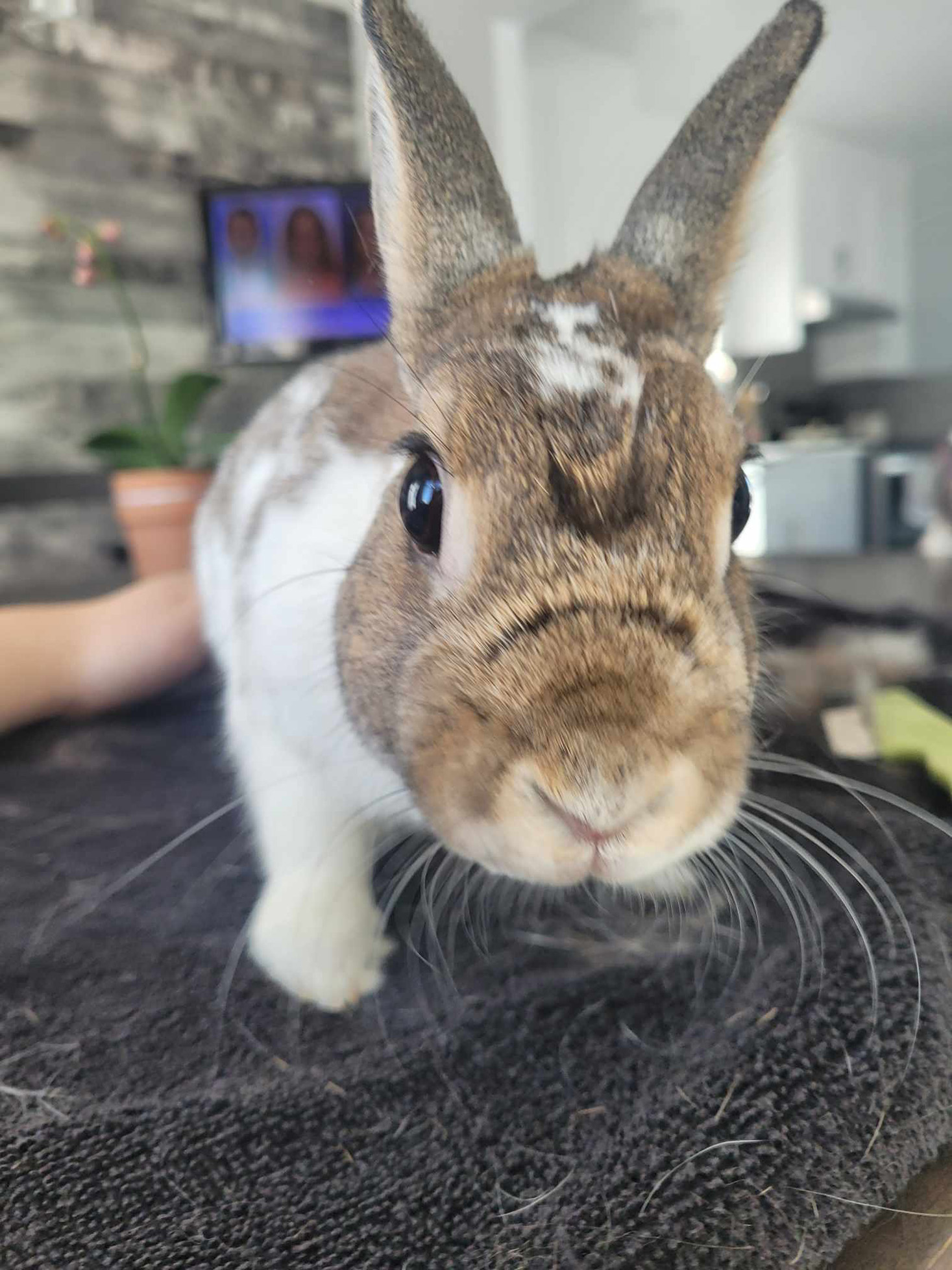 Photo de toilettage 2