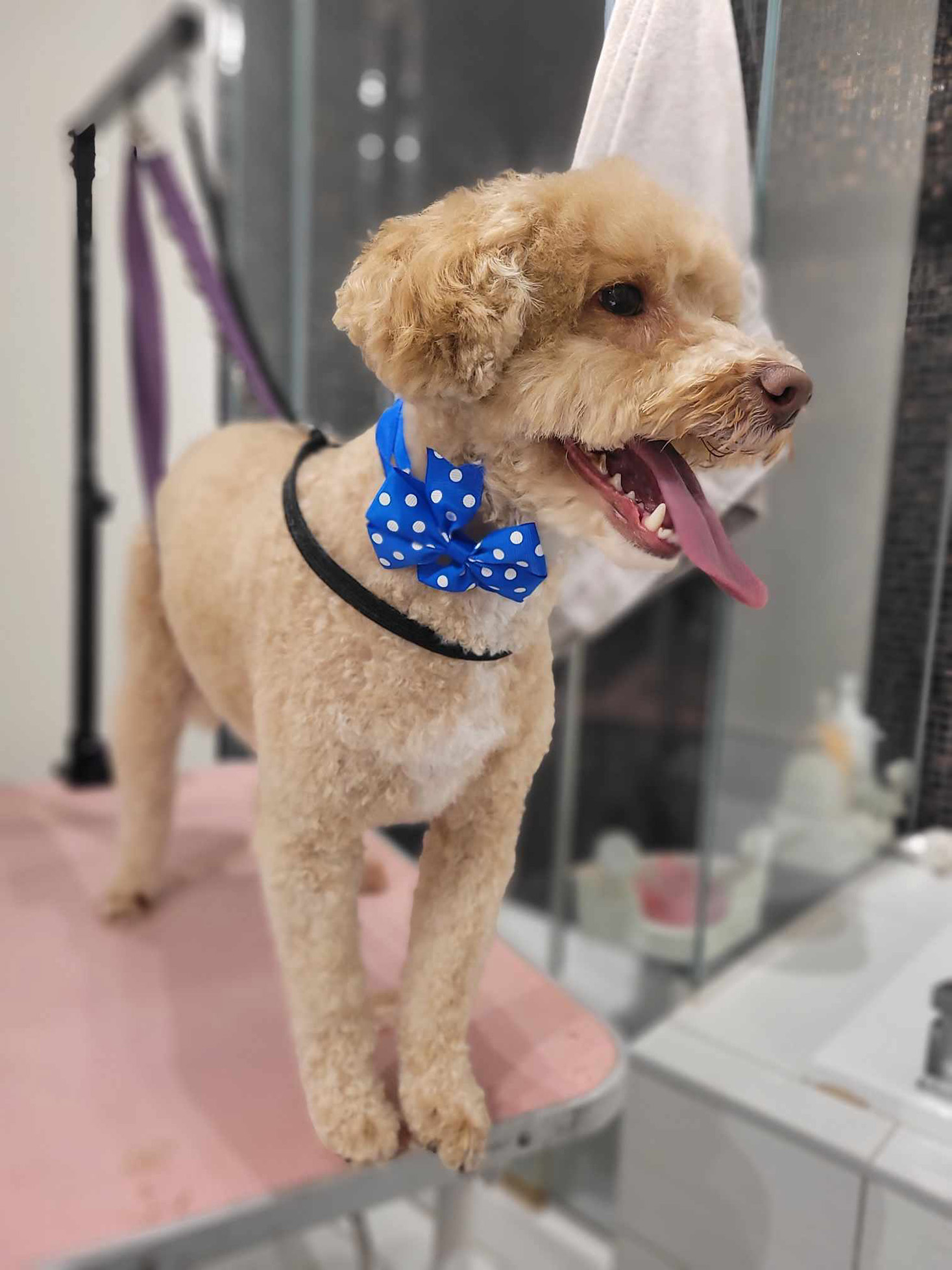 Photo de toilettage 1