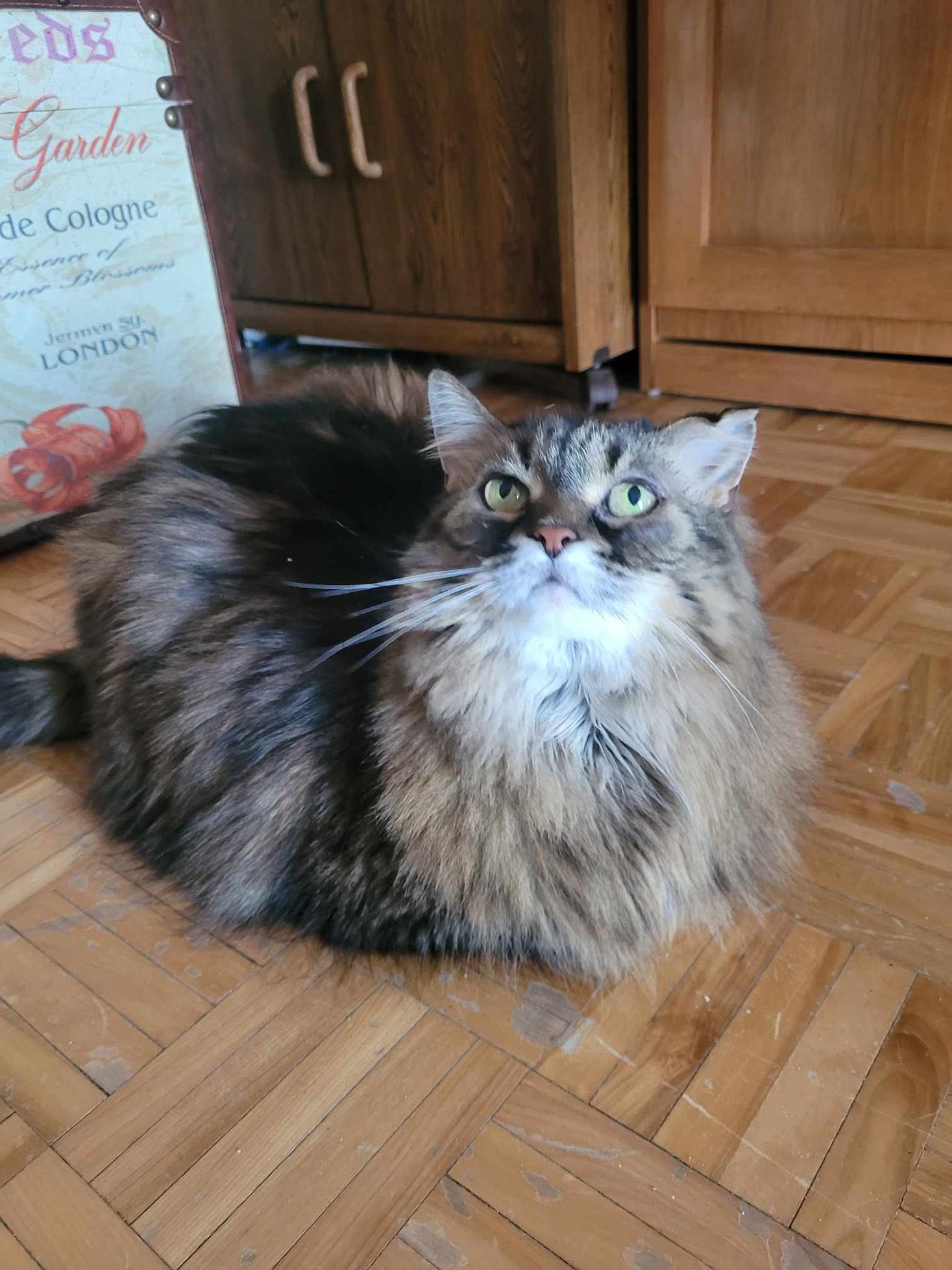 Photo de toilettage 7